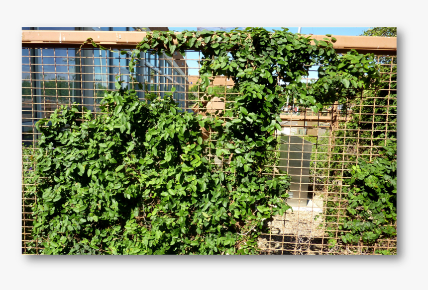 Creeping Fig Trellis, HD Png Download, Free Download