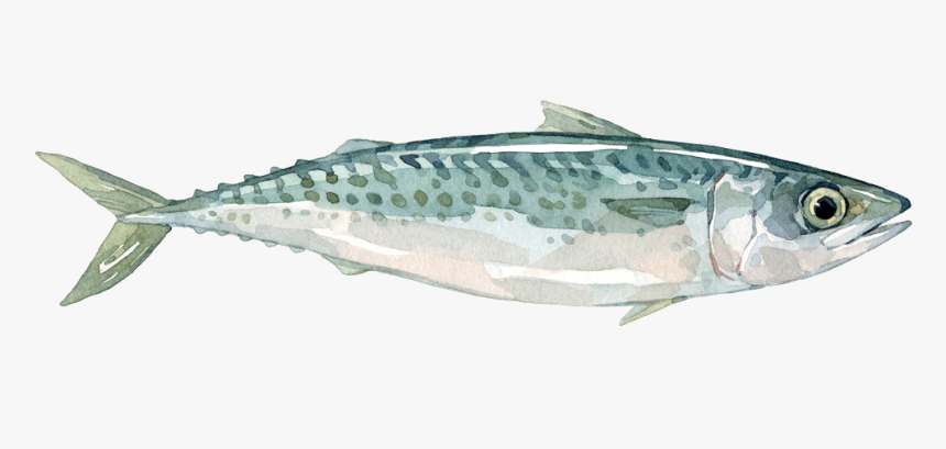Transparent Ocean Fish Png - Mackerel Scomber Colias Png, Png Download, Free Download