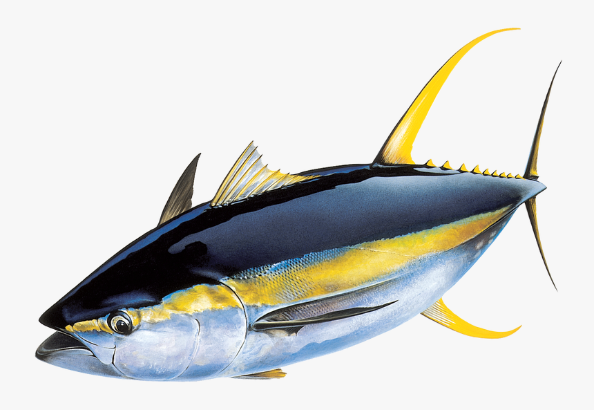 Image - Yellowfin Tuna Png, Transparent Png, Free Download