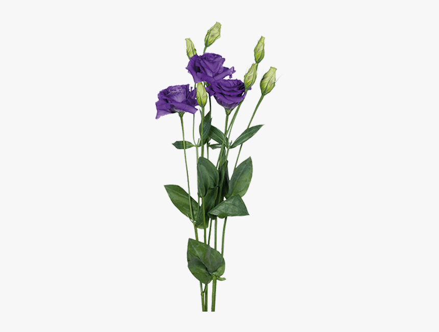 Purple Lisianthus, HD Png Download, Free Download