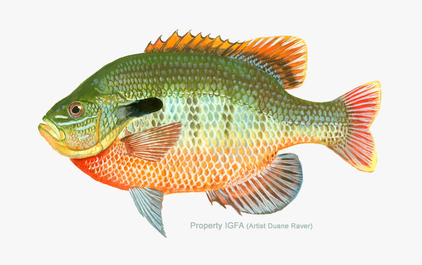 Bluegill Drawing Ocean Fish - Redbreast Sunfish Transparent, HD Png Download, Free Download