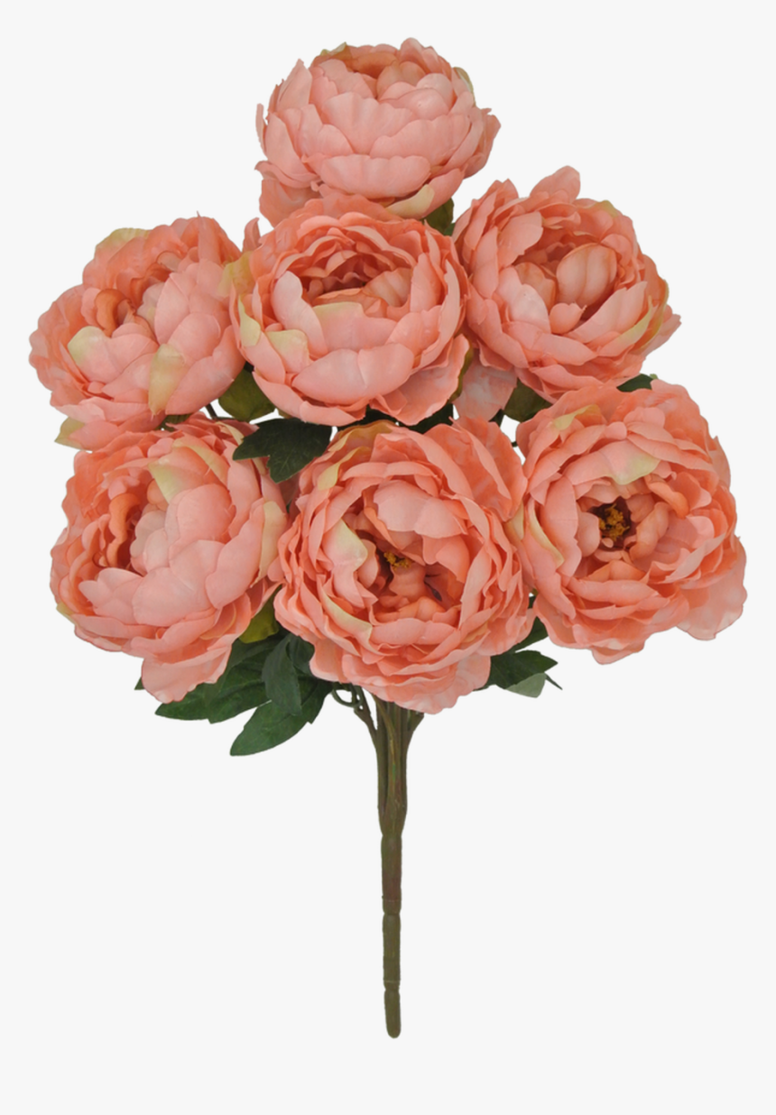 22 - Rosa × Centifolia, HD Png Download, Free Download