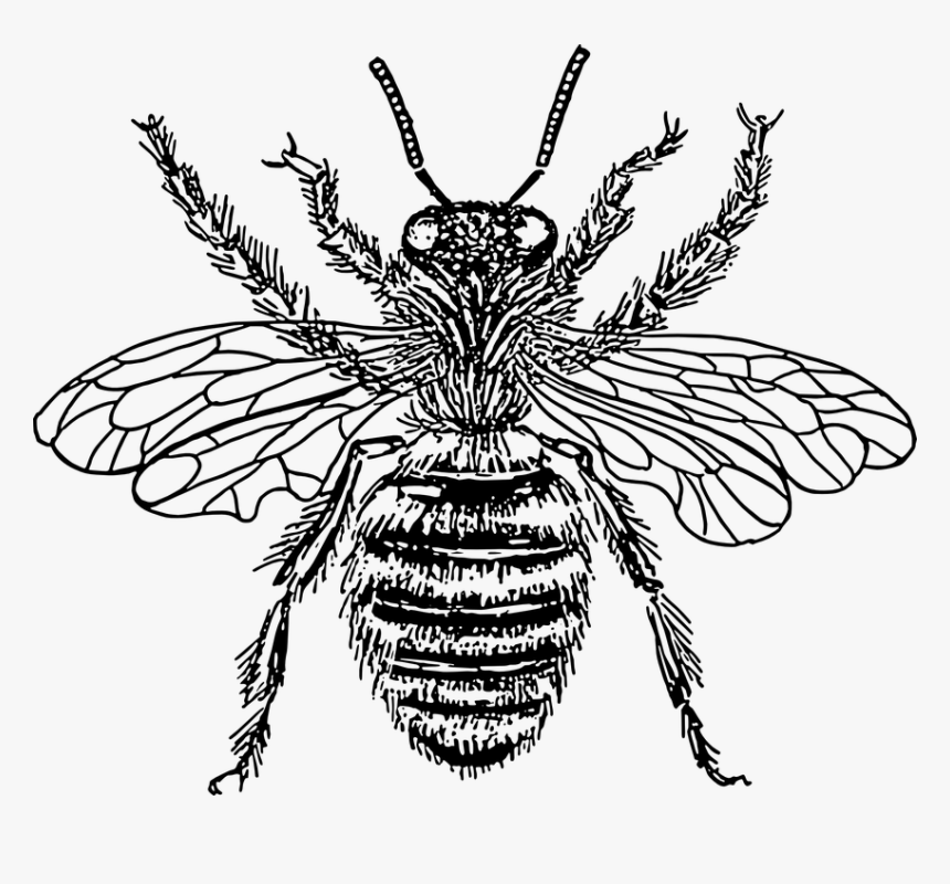 Honey Bee Black And White, HD Png Download, Free Download