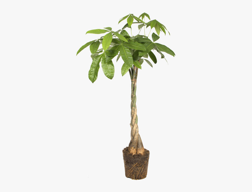 Money Tree - Elho White B.for Soft Round Flowerpot, HD Png Download, Free Download