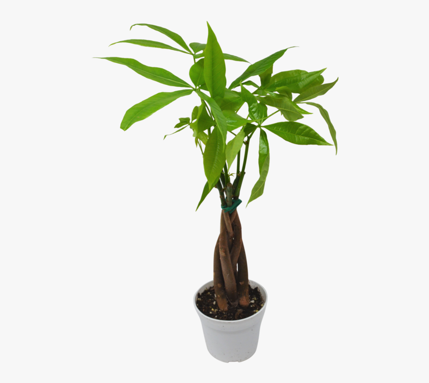 Money Tree "guiana Chestnut - Pachira Aquatica Png, Transparent Png, Free Download