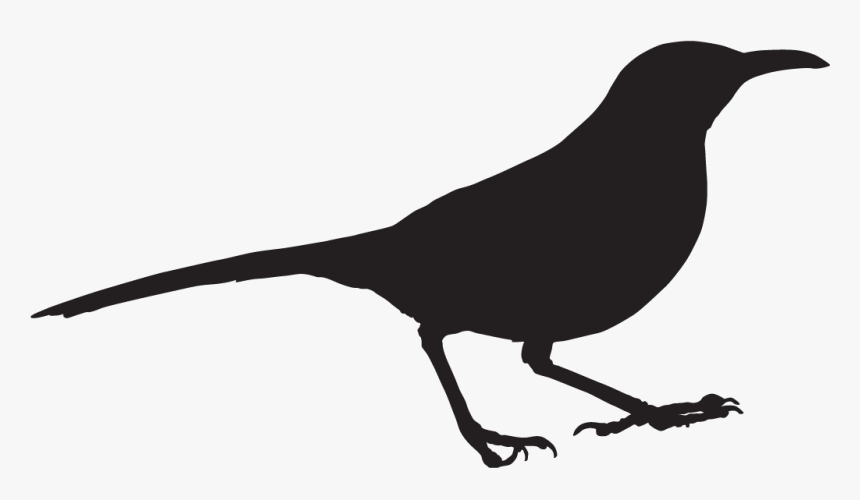 Thrasher Bird Outline - Perching Bird, HD Png Download, Free Download