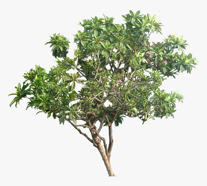Png pics. Plumeria Alba Tree Plant ветка. Тропические кустарники. Экзотические деревья на прозрачном фоне. Тропический кустарник для фотошопа.