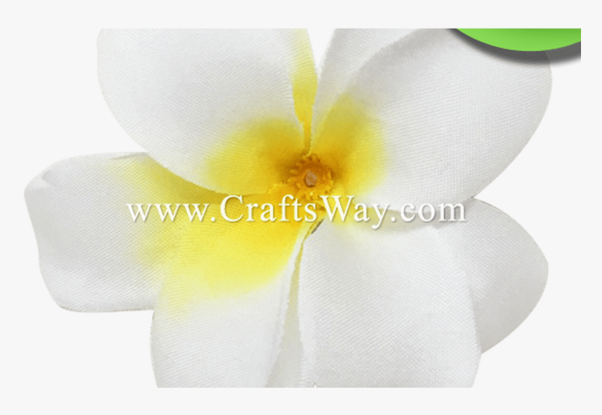 Transparent Plumeria Flower Png - Frangipani, Png Download, Free Download