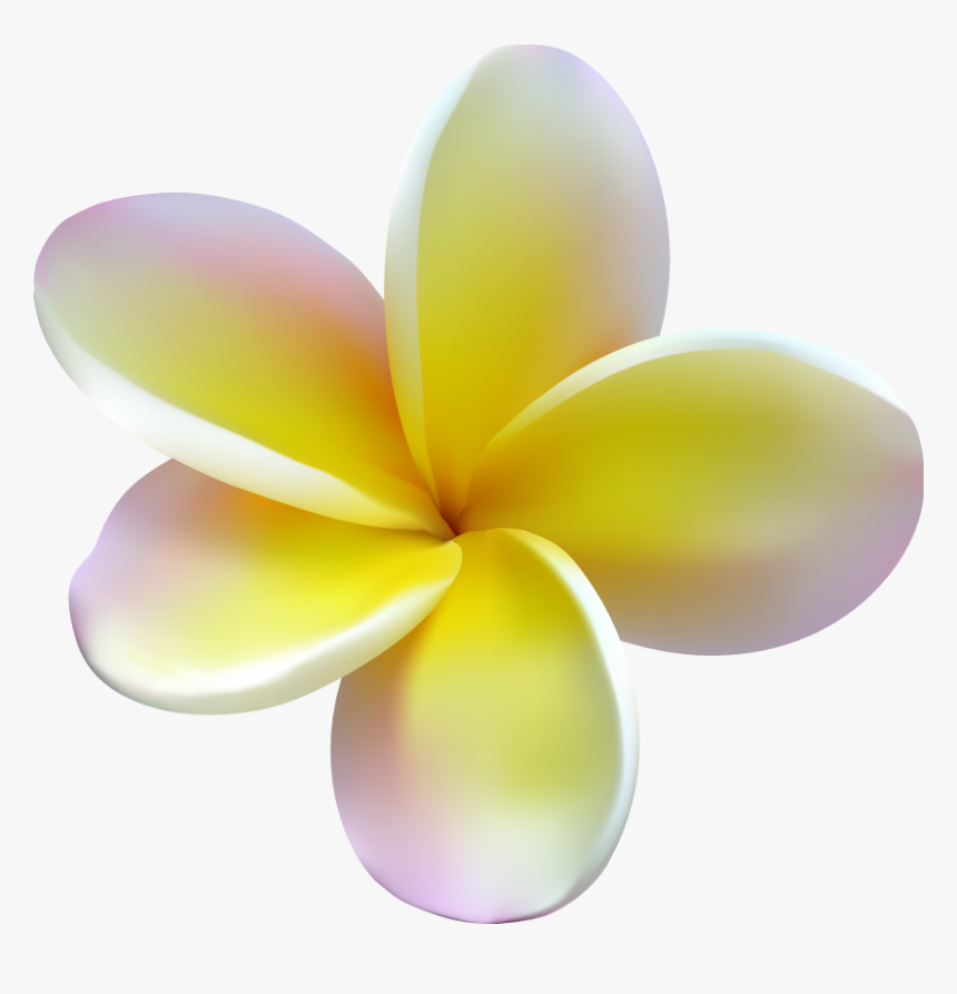 Frangipani , Png Download - Frangipani, Transparent Png, Free Download