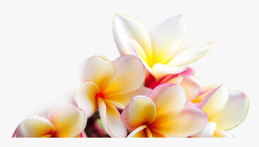 transparent plumeria png free background plumeria png download kindpng background plumeria png download