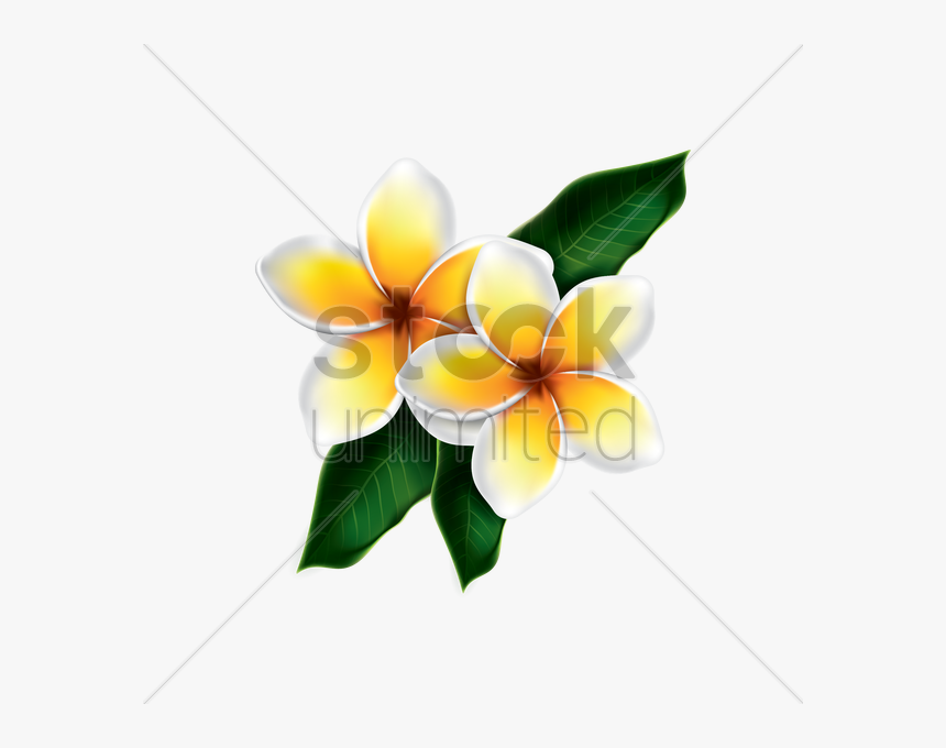 Frangipani - Vector Kamboja, HD Png Download, Free Download