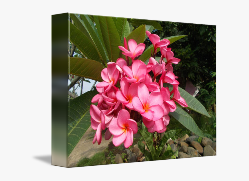 Frangipani, HD Png Download, Free Download