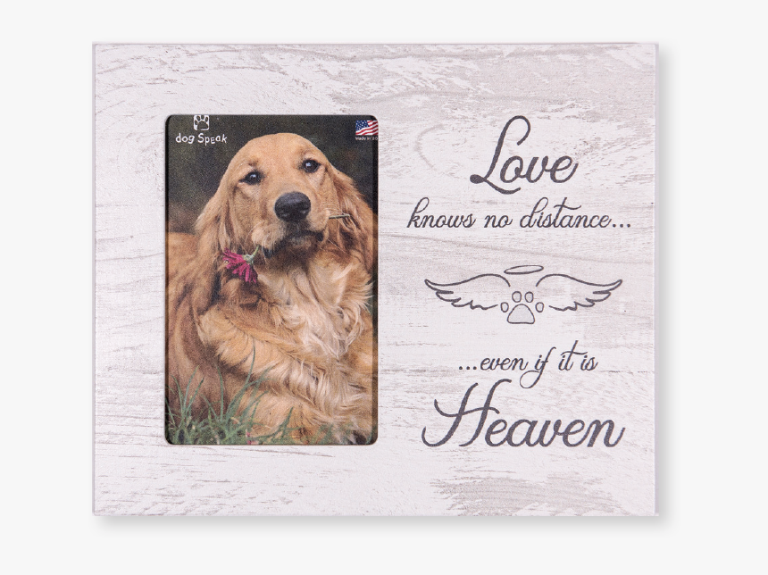 Love Knows No Distance"
 Class= - Golden Retriever, HD Png Download, Free Download