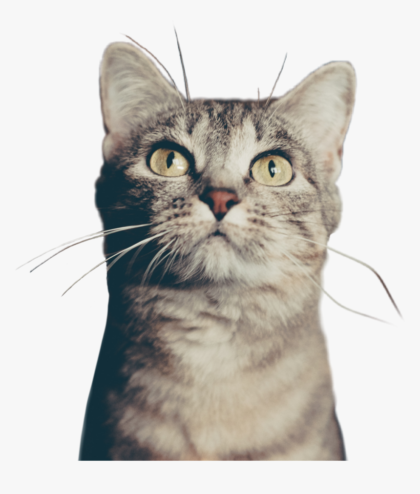 #catsofpicsart #cat #eyes #whiskers #petsandanimals - Cat, HD Png Download, Free Download