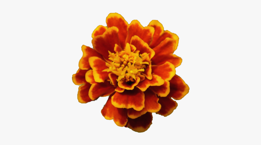 Flor Amapola Png Flower Png By Malkarma-d50qp7m - Portable Network Graphics, Transparent Png, Free Download