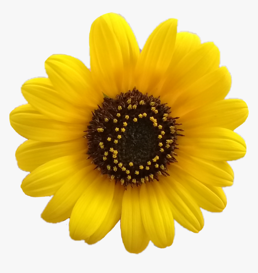 yellow flower png