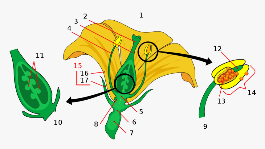 Parts Of A Flower, HD Png Download, Free Download