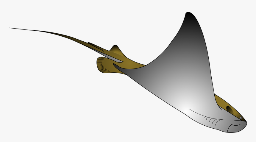 Transparent Manta Ray Png - ภาพ วาด ปลา กระเบน, Png Download, Free Download