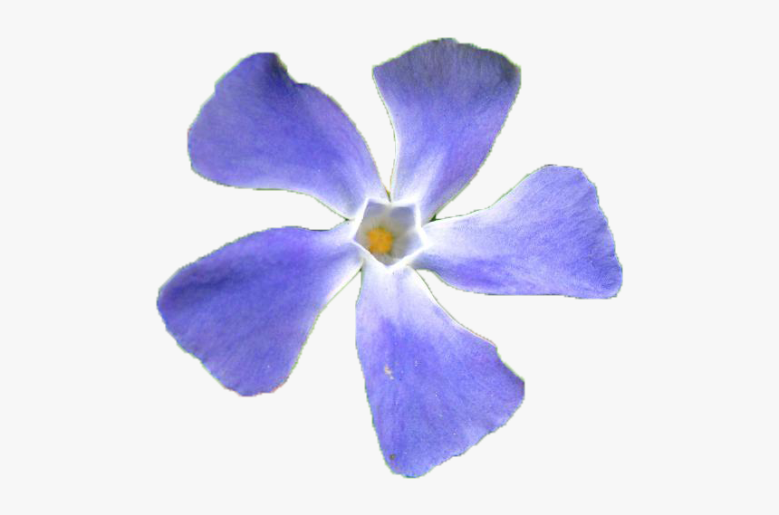 Periwinkle, HD Png Download, Free Download