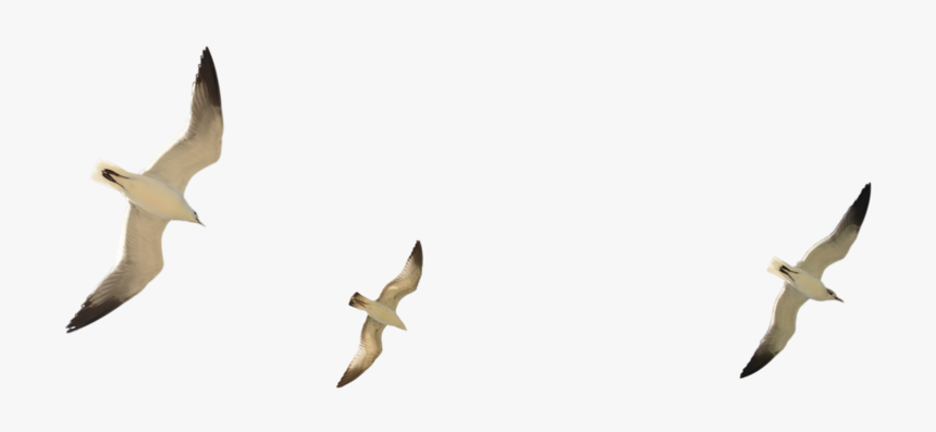 Clip Art Seagulls Image - Transparent Background Seagulls Png, Png Download, Free Download