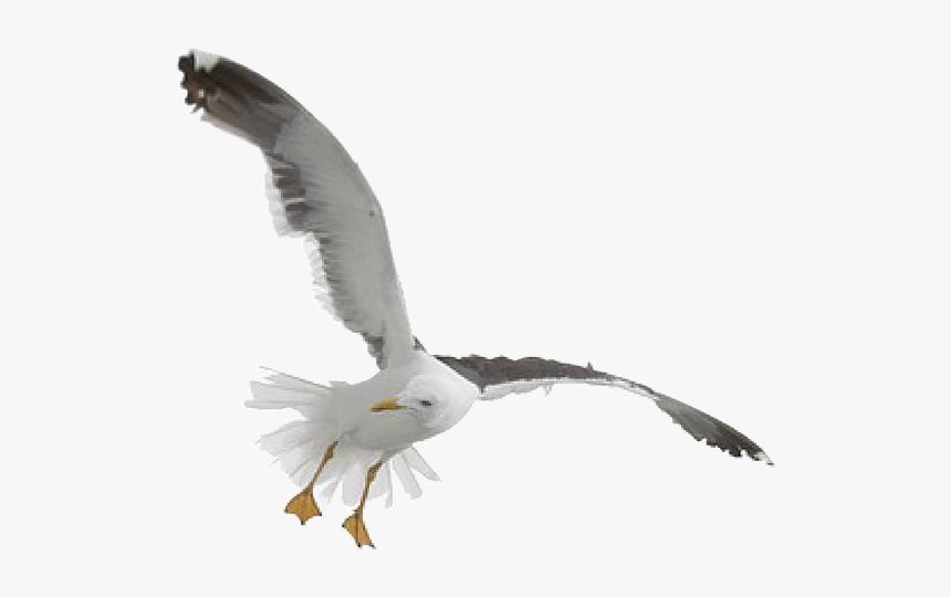 Seagull Fly Gull Free Picture - Flying Seagull Transparent Background, HD Png Download, Free Download