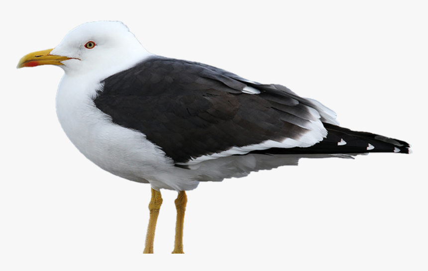 Kleine Mantelmeeuw - Great Black-backed Gull, HD Png Download, Free Download