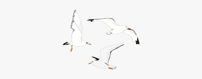 European Herring Gull, HD Png Download, Free Download