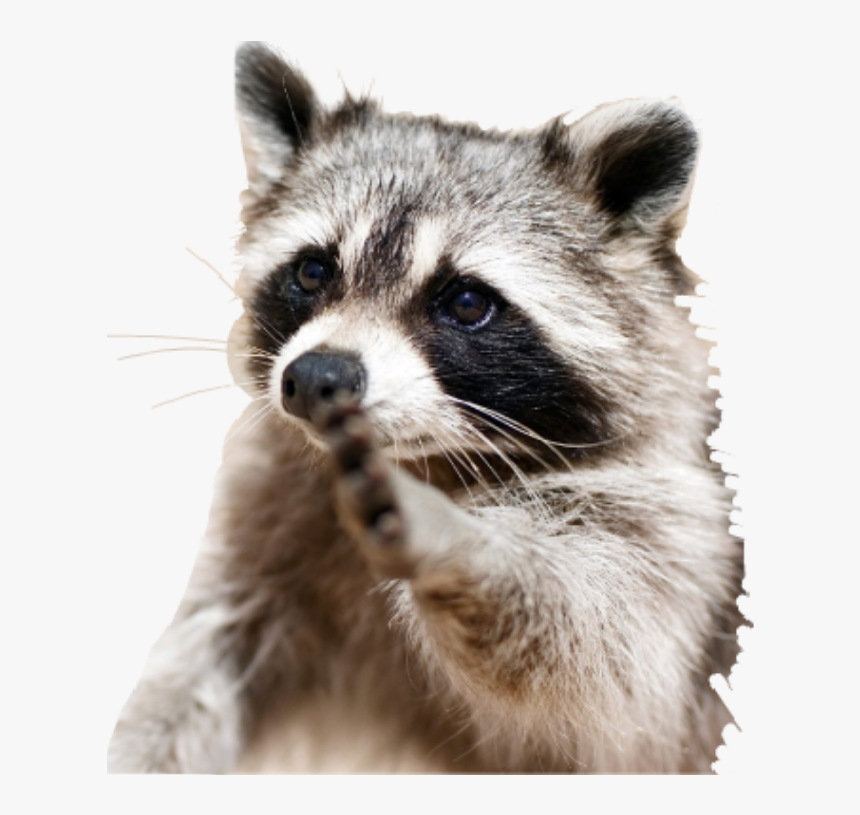 Clip Art Pictures Of Racoons - Raccoon Free Stock, HD Png Download, Free Download