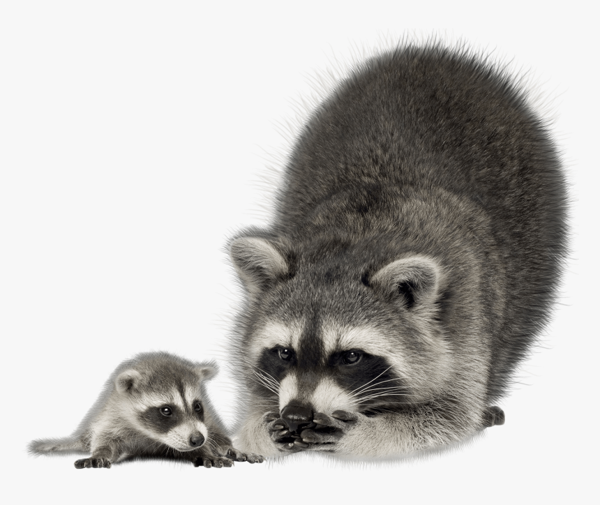 Kawaii Raccoon Png, Transparent Png, Free Download