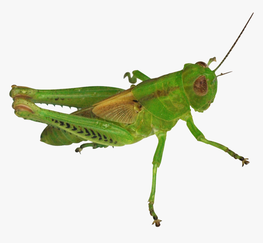 Grasshopper Png - Grasshopper Man, Transparent Png, Free Download