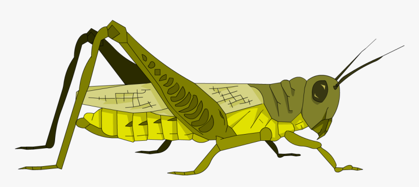 Transparent Grasshopper Png - Portable Network Graphics, Png Download, Free Download