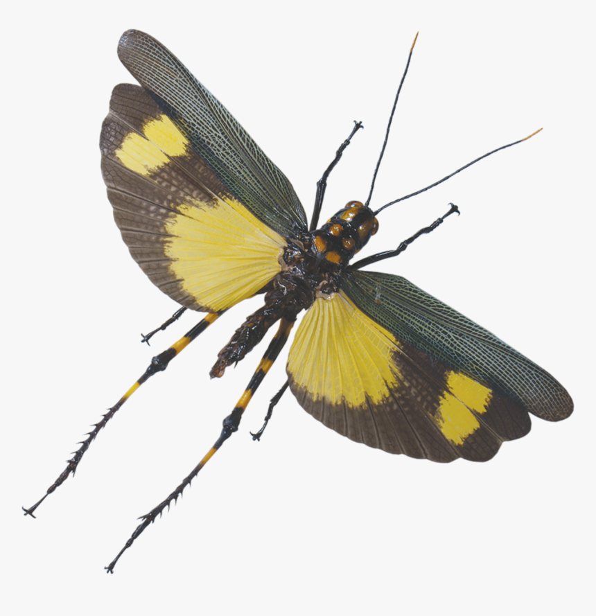 Grasshopper Flying - Flying Grasshopper Transparent, HD Png Download, Free Download