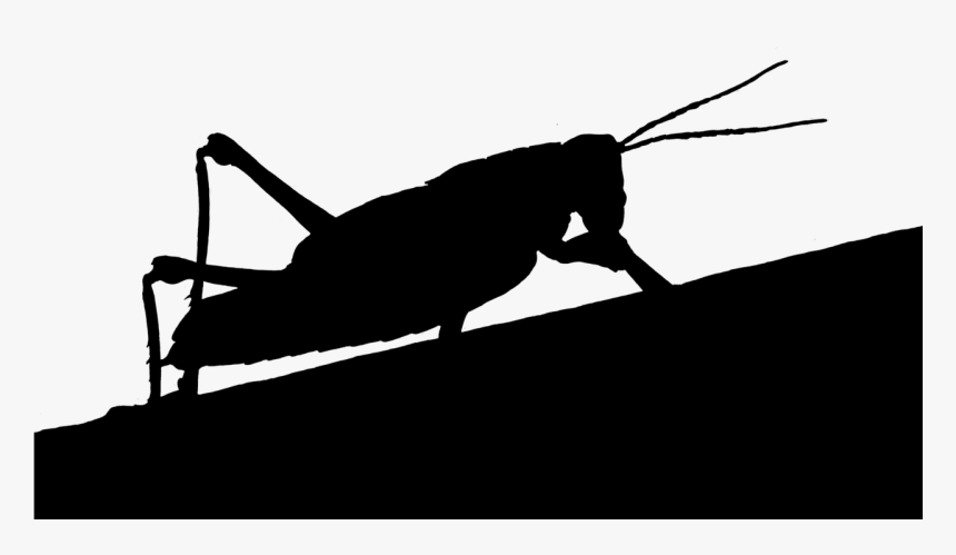 Grasshopper Animal Silhouette Free Picture - Grasshopper Silhouette, HD Png Download, Free Download