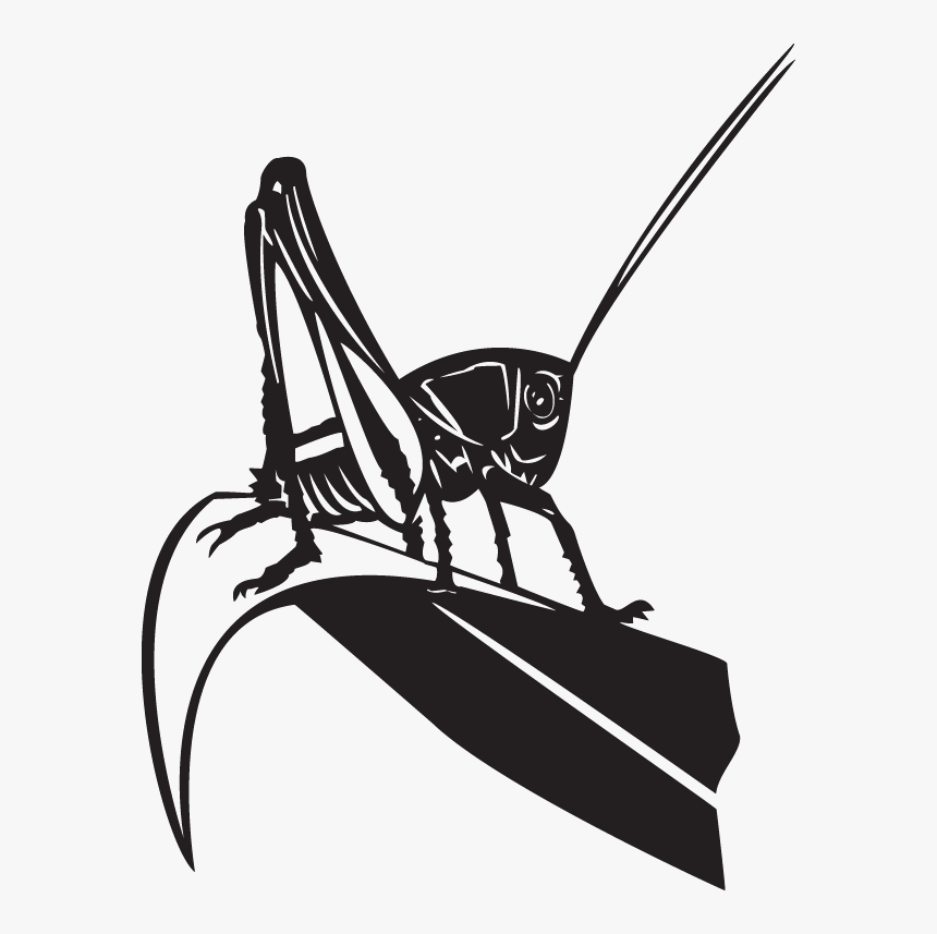 Grasshopper, HD Png Download, Free Download