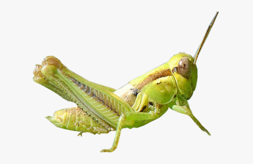 Grasshopper Clipart Transparent - Grasshopper Transparent Background, HD Png Download, Free Download