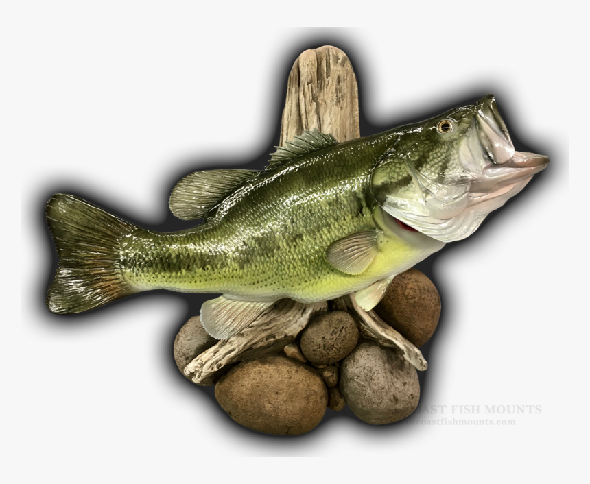 Big Bass Mounts, HD Png Download, Free Download