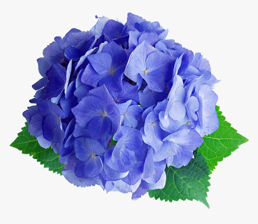 #hydrangea #blue #green #real #flower #cute #beautiful - 紫陽花 素材, HD Png Download, Free Download