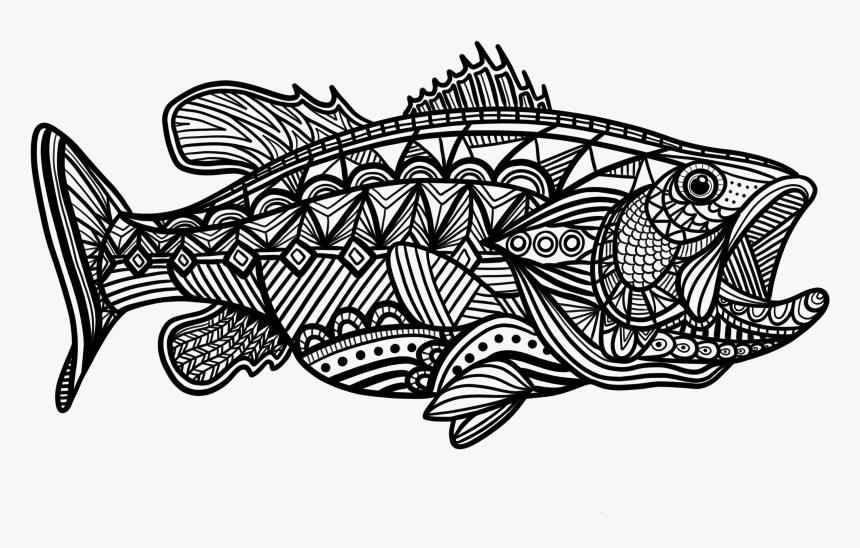 Coho, HD Png Download, Free Download