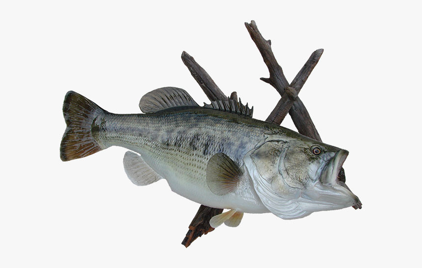 Sea Bass, HD Png Download, Free Download