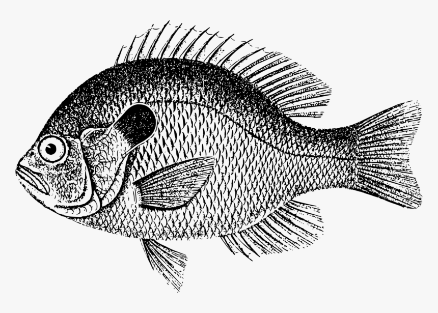 Perch,head,tilapia - Sea Bass Clip Art, HD Png Download, Free Download