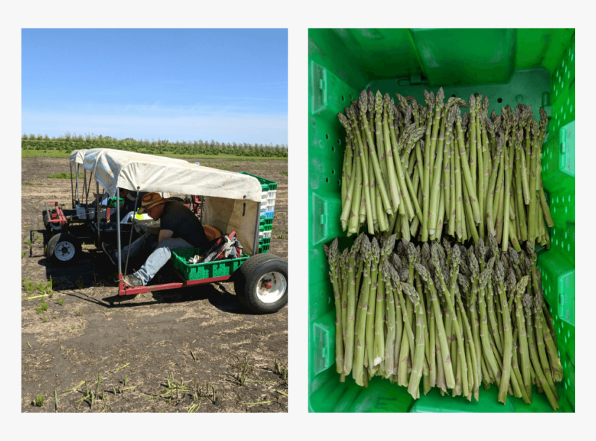 Harvesting Asparagus By Buggy At Edgar Farms Alberta - Asparagus, HD Png Download, Free Download