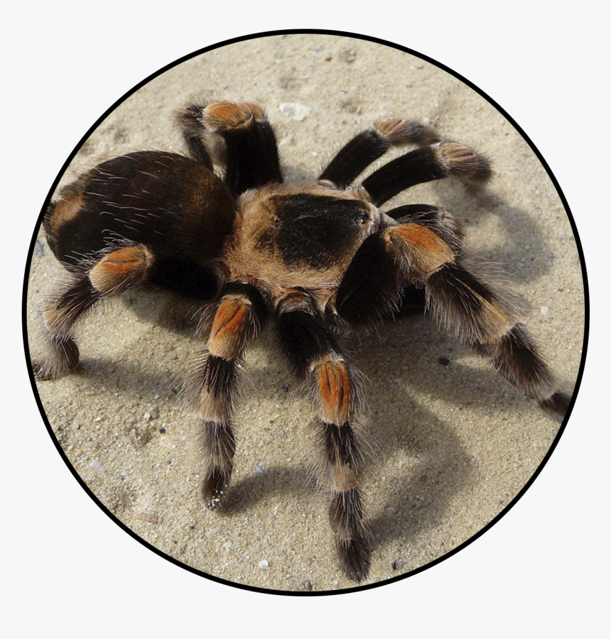 Transparent Tarantula Png - Tarantula, Png Download, Free Download