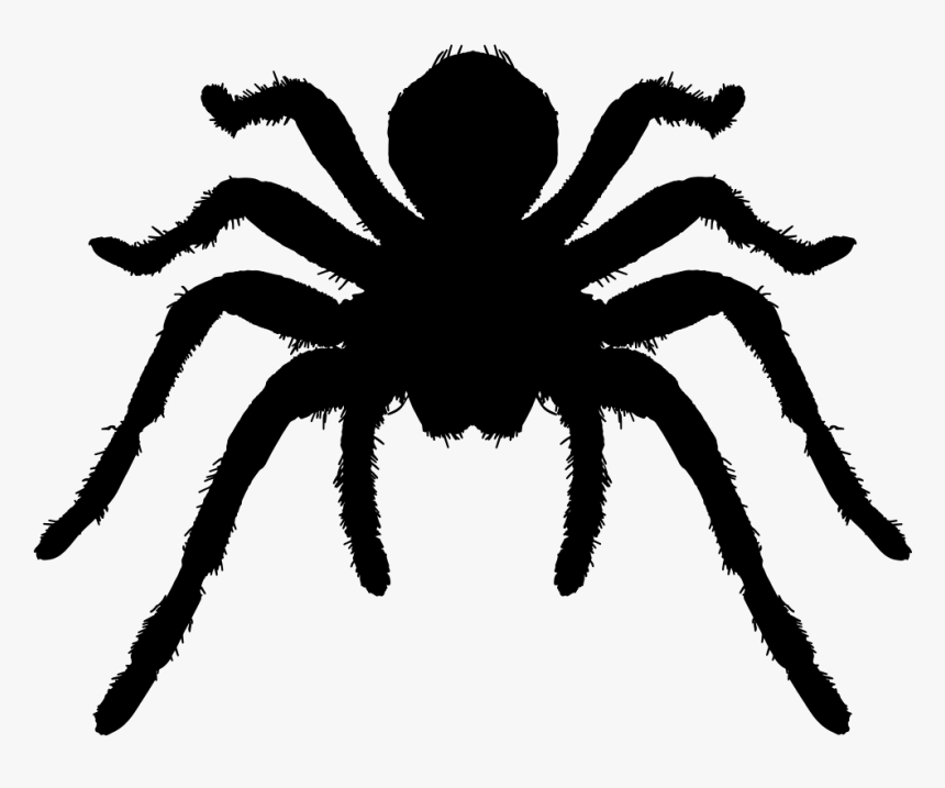 Tarantula Arthropod Animal Silhouette - Tarantula Silhouette, HD Png Download, Free Download