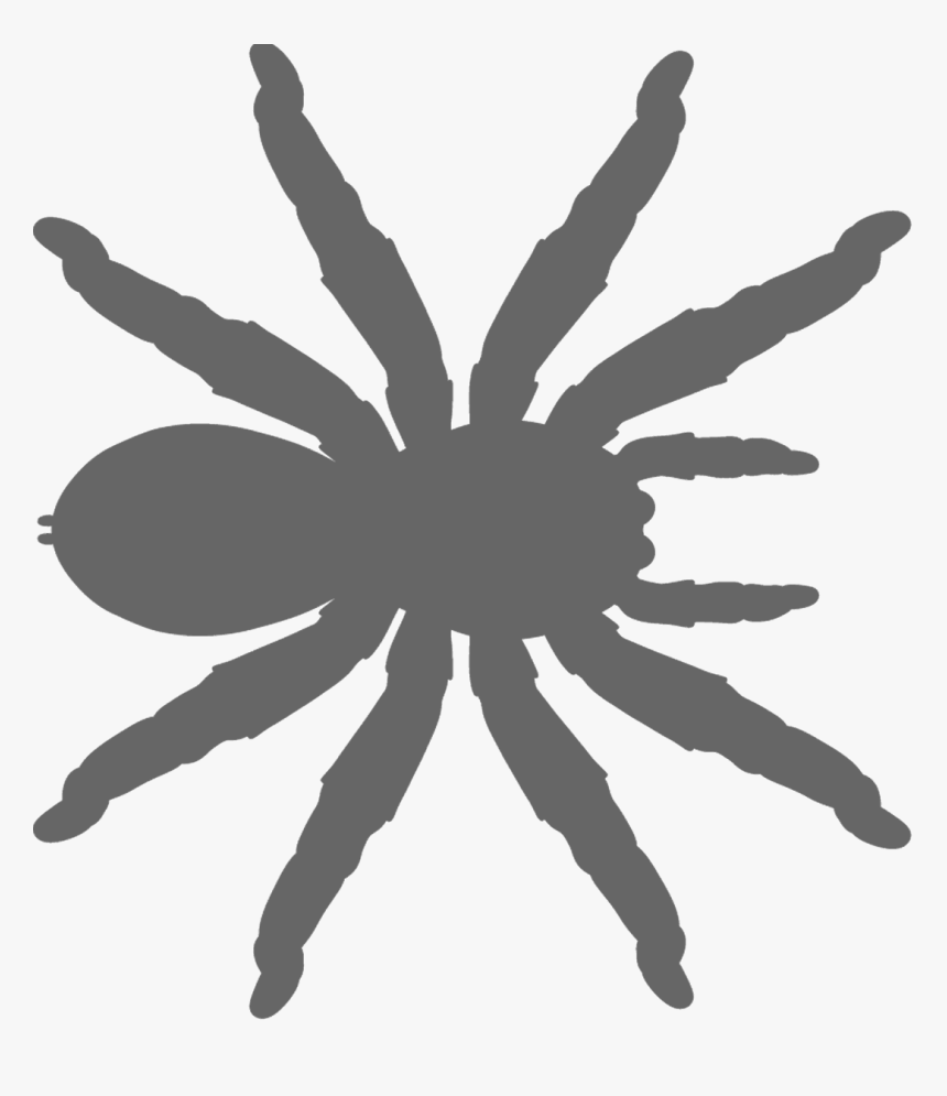 Tarantula, HD Png Download, Free Download