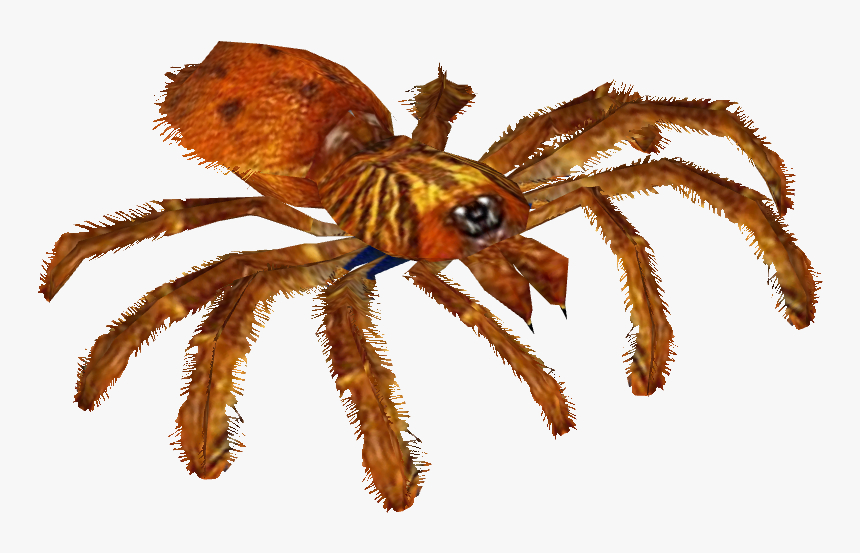 Orange Baboon Tarantula - Transparent Cobalt Blue Tarantula, HD Png Download, Free Download