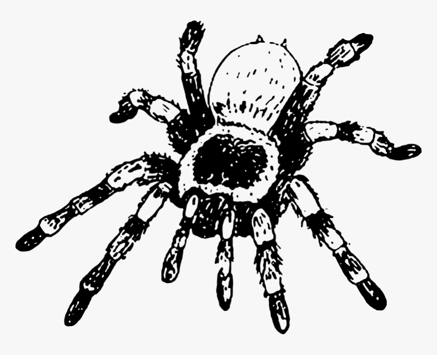 Araneus Cavaticus, HD Png Download, Free Download