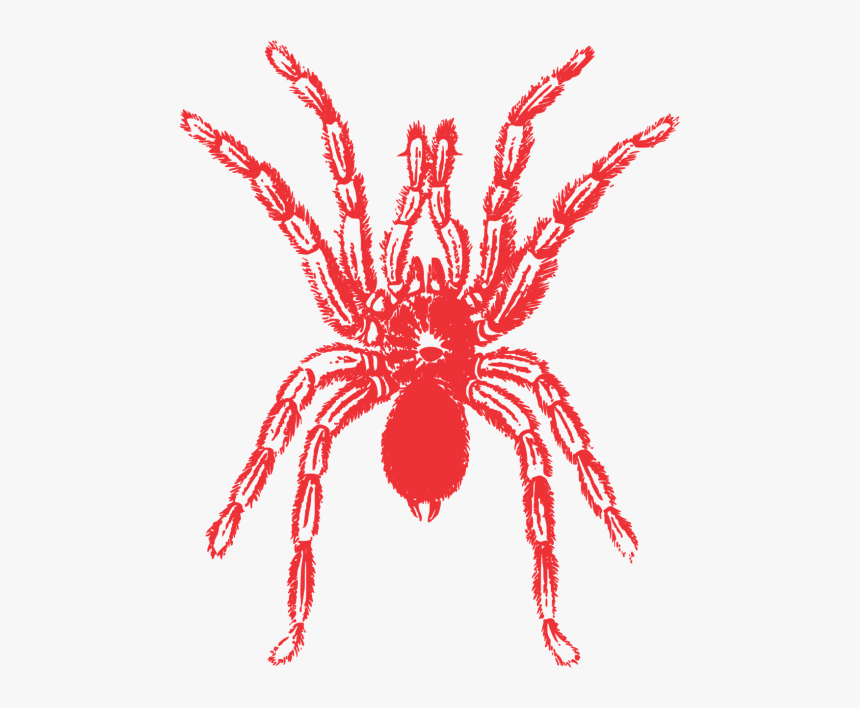 Black Widow Spider Shirt Halloween Shirt Tarantula - Tarantula Drawing, HD Png Download, Free Download