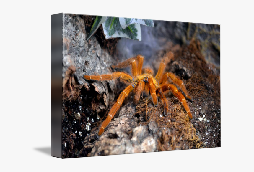 Clip Art By Mike Turner - Tarantula, HD Png Download, Free Download