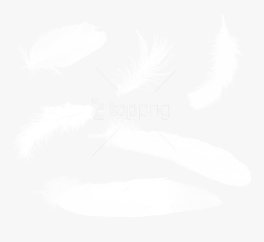 White Feathers Png - Feather, Transparent Png, Free Download