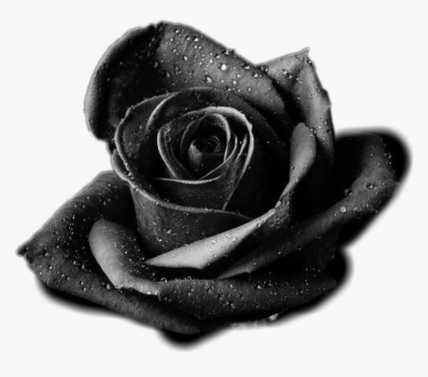 Transparent Rose Outline Png - Transparent Black Flower Png, Png Download, Free Download